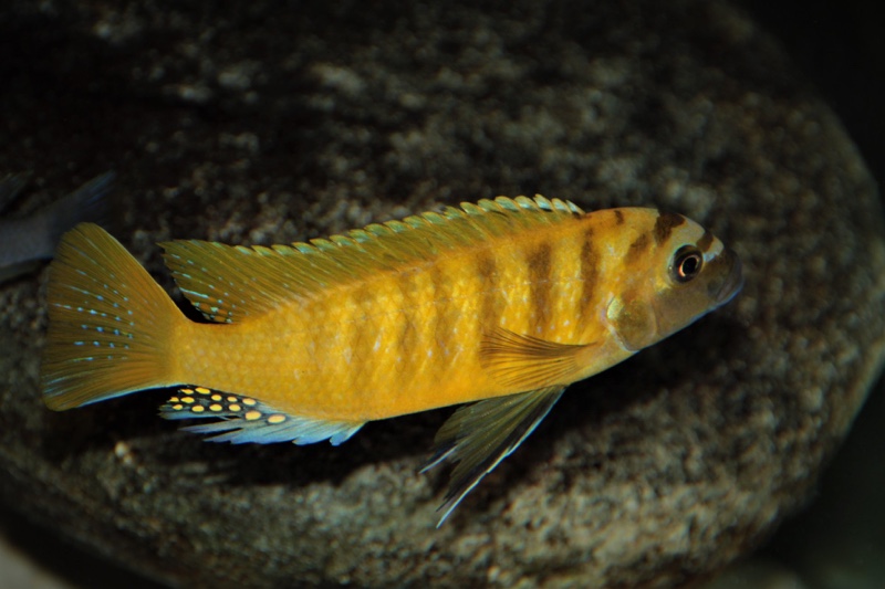 Maylandia sp. 'zebra gold' Lion's Cove